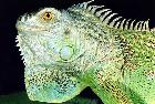 Iguana iguana #3312
